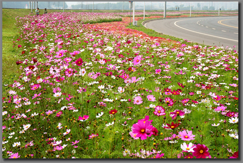 波斯菊