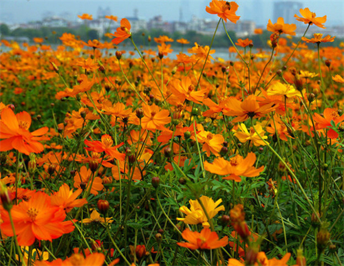 硫華菊