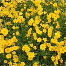 冬季邊坡綠化常用的花種有哪些？