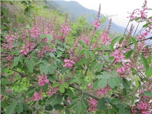 多花大蘭多少溫度發(fā)芽率較好